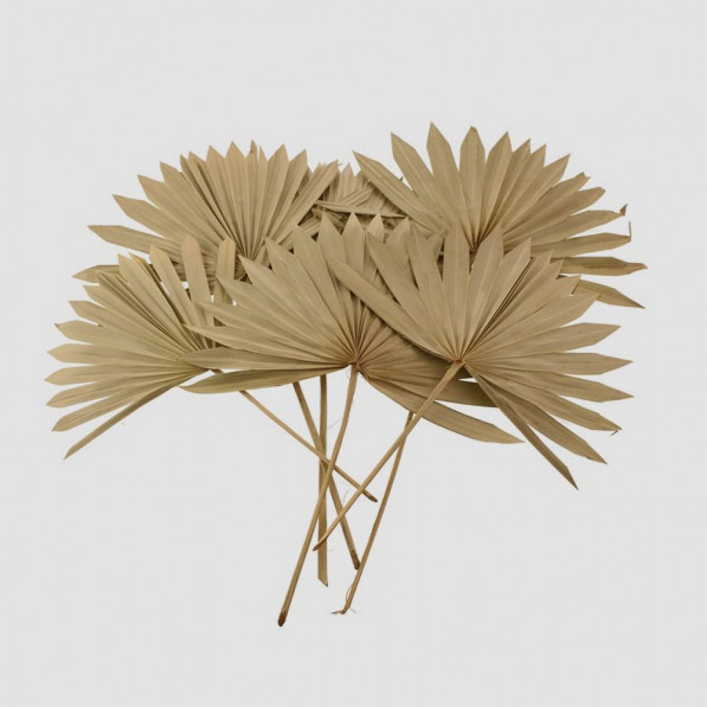 Dried Sun Palm Leaves 6 Pack Preserved Flowers and Foliage